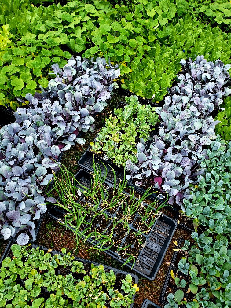 flats of seedlings ready for giveaway
