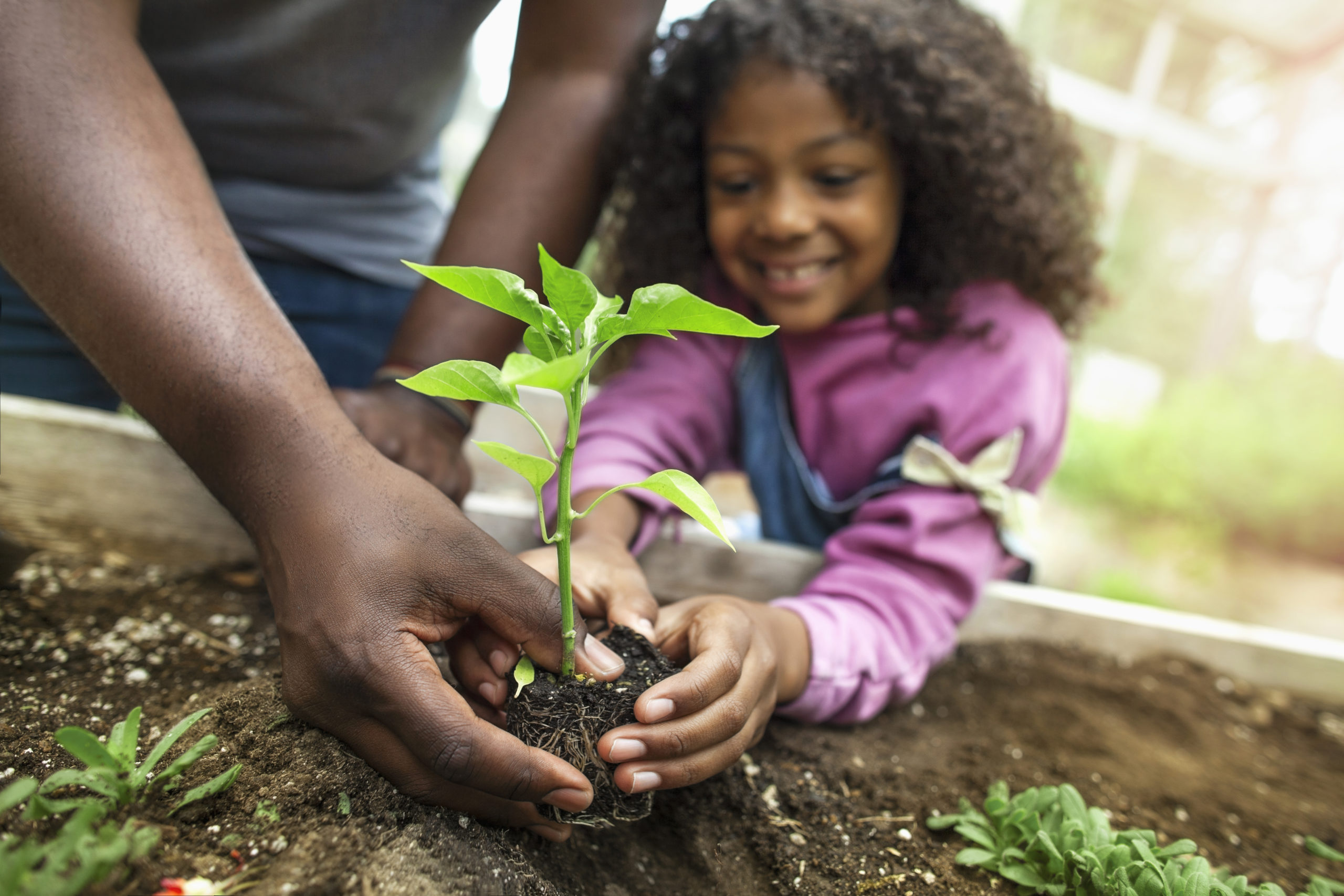 Father and daughter planting pepper seedling in vegetable garden