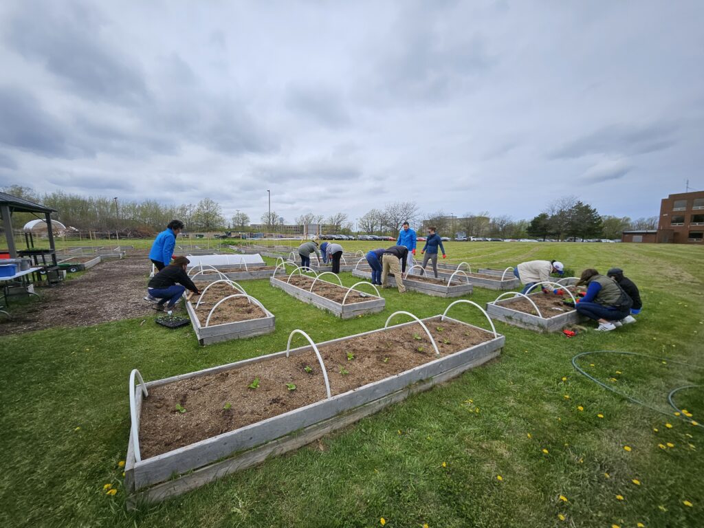Volunteers working in the United Way / Niagara College Garden Hub